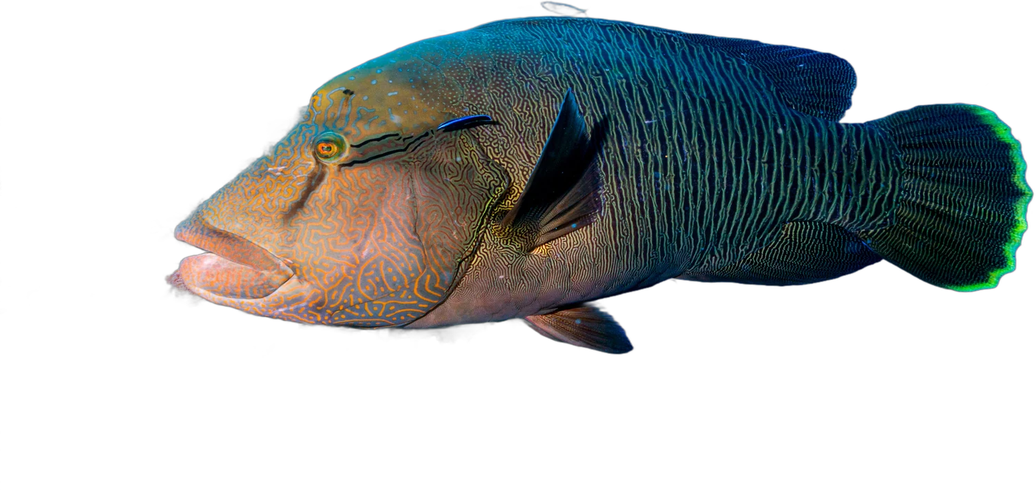 Napoleon wrasse