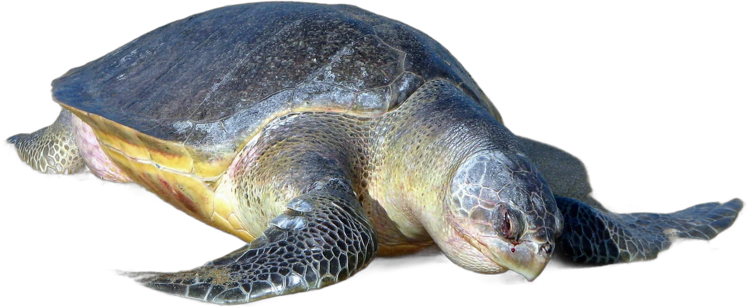 Olive ridley turtle