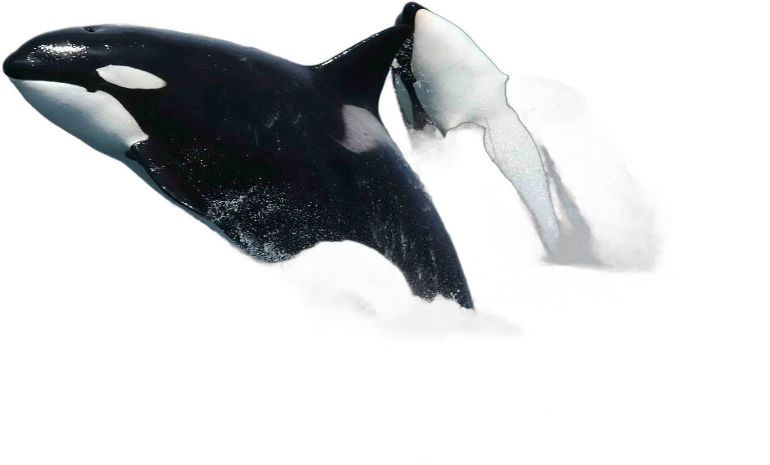 Orca