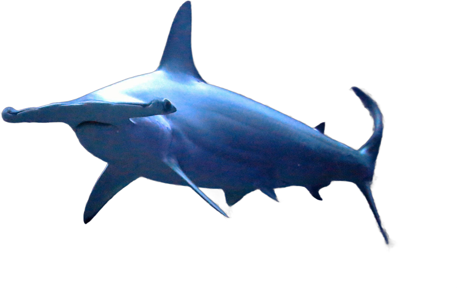 Scalloped hammerhead