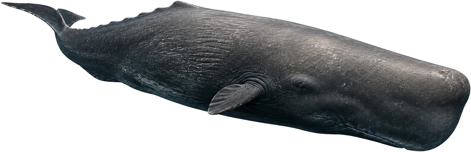 Sperm whale