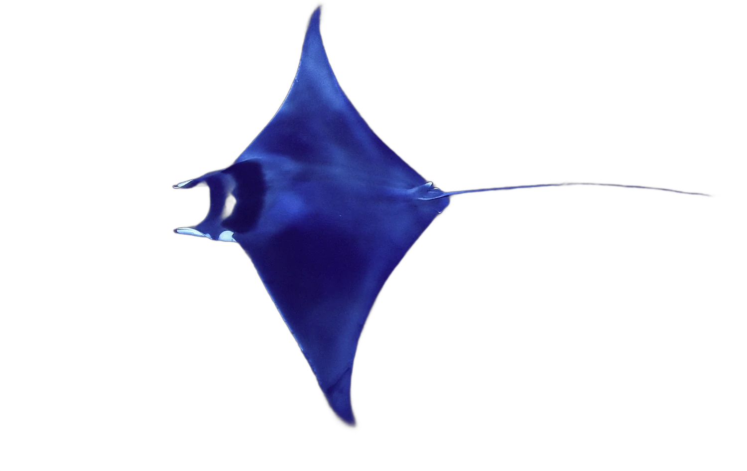 Spinetail devil ray