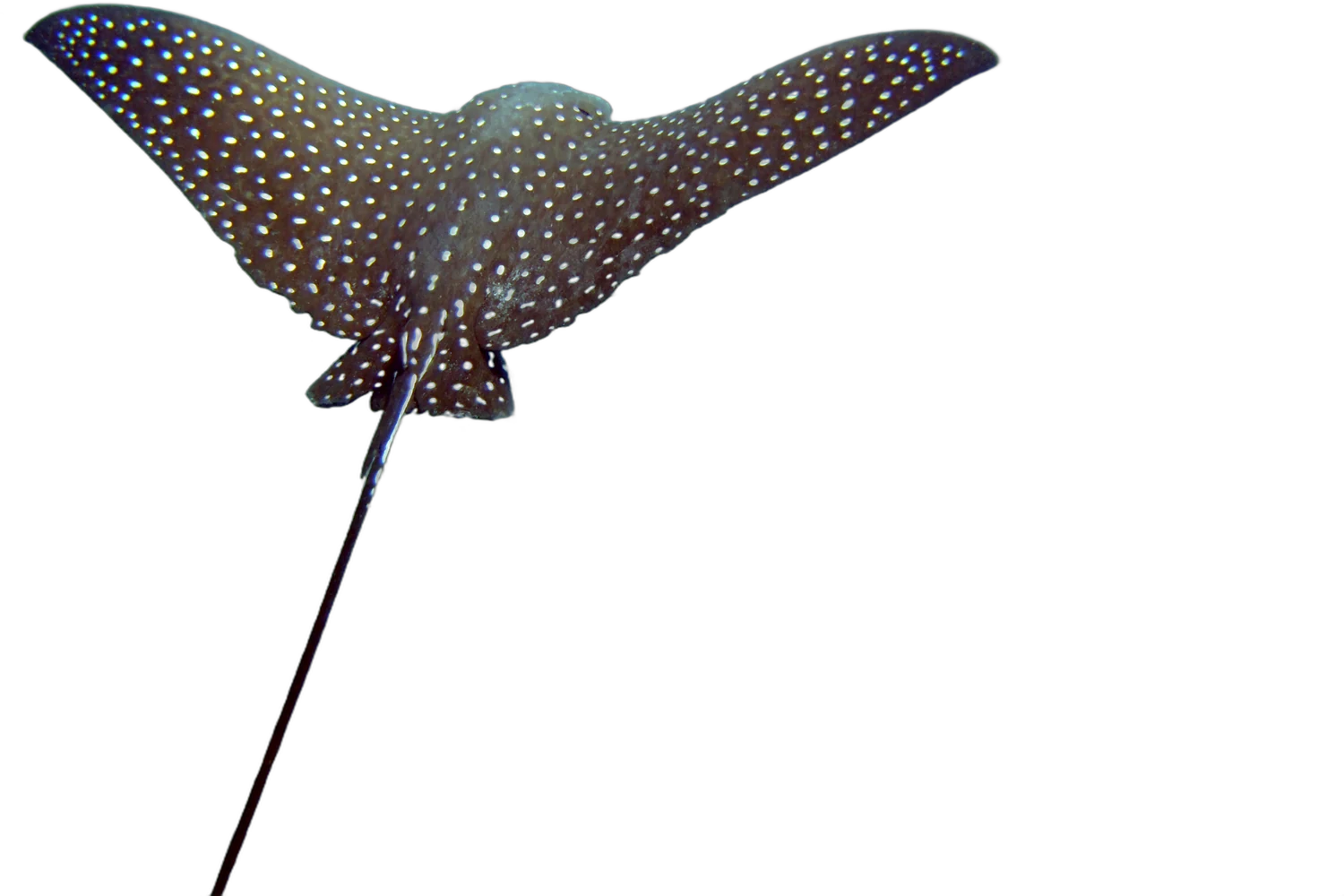 Spotted eagle ray