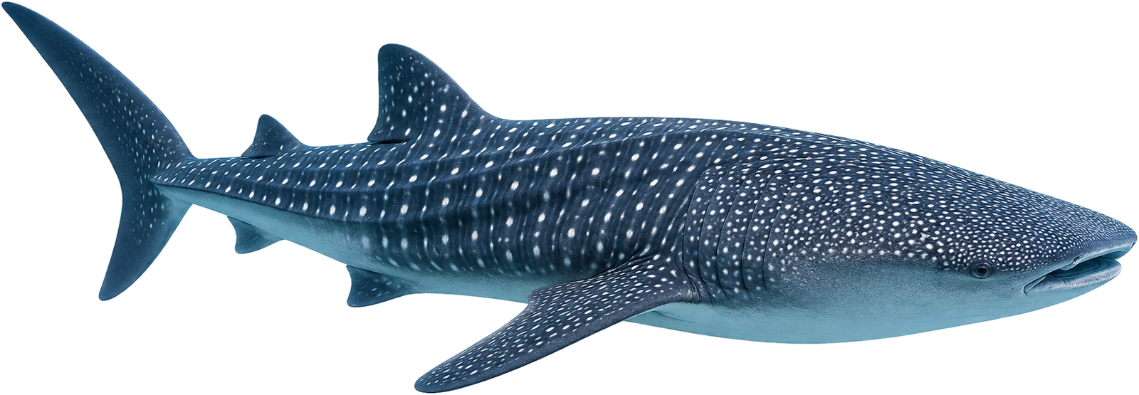 Whale shark