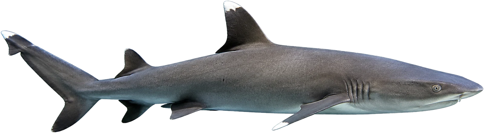 Whitetip reef shark