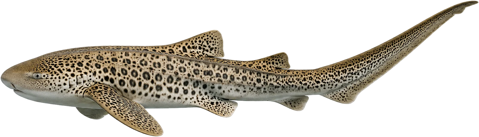 Zebra (leopard) shark