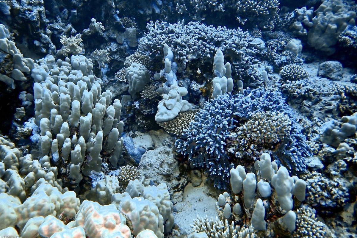 How far in advance should I book a Maldives liveaboard | oceansfreedom.com