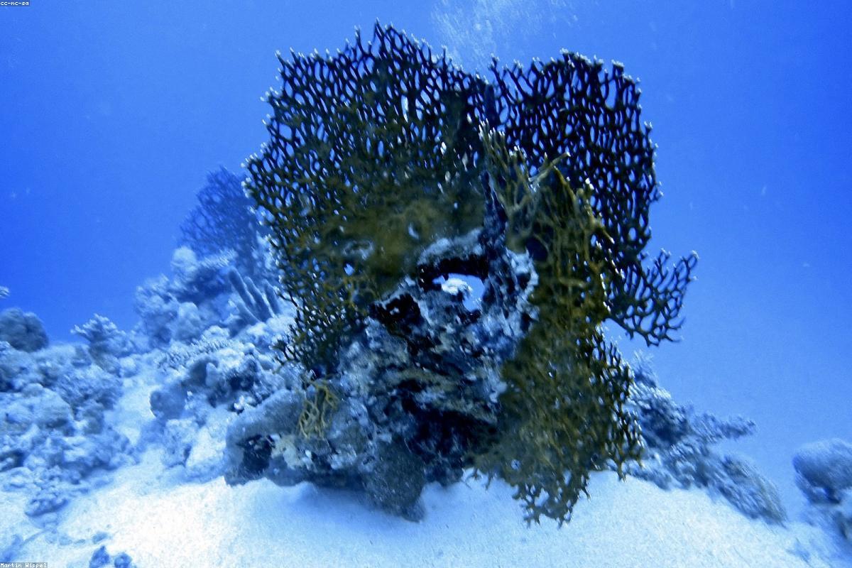 Is travel insurance required for scuba diving