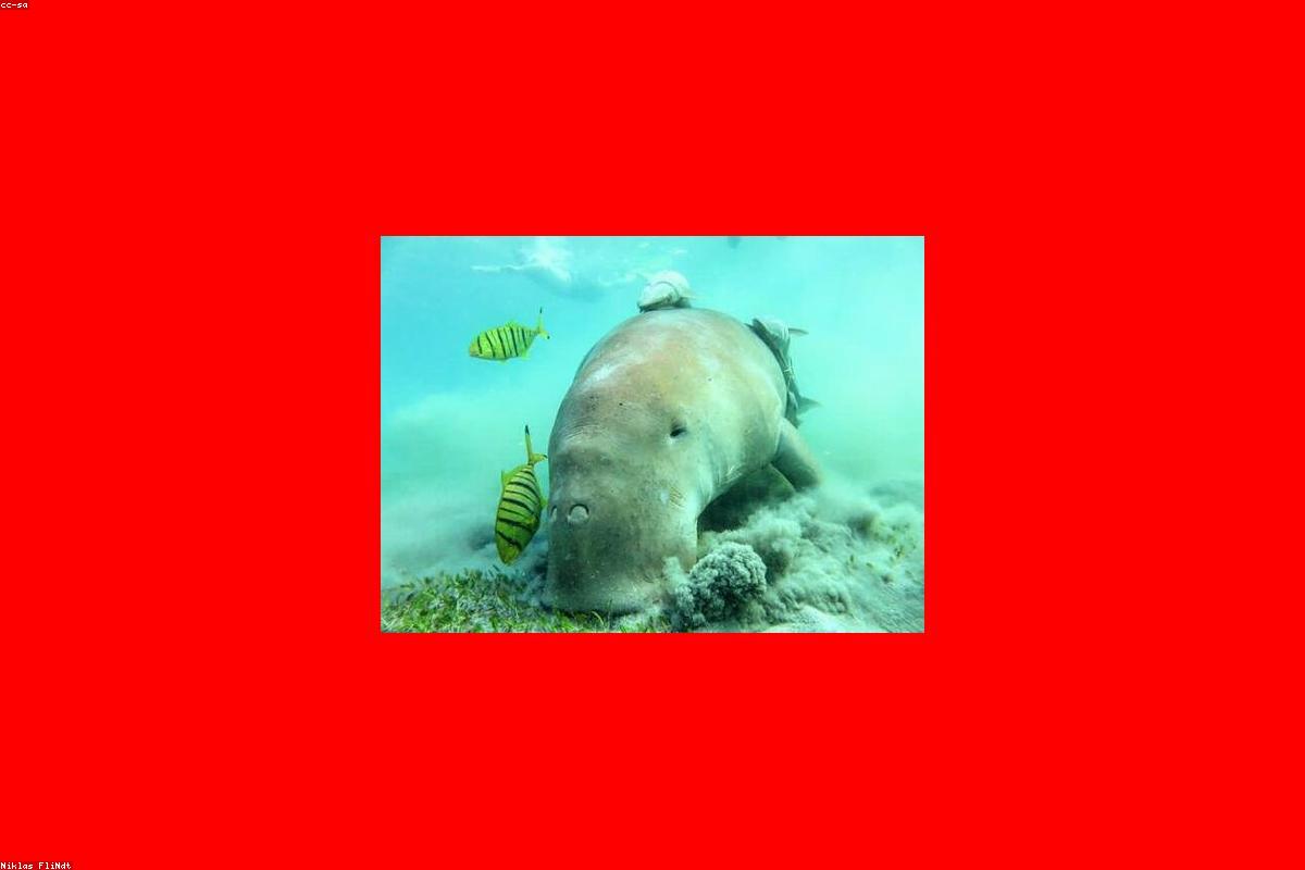 How to Avoid Shallow Water Blackout: The Safety Data Beginners Actually Need Before Their First Freedive
