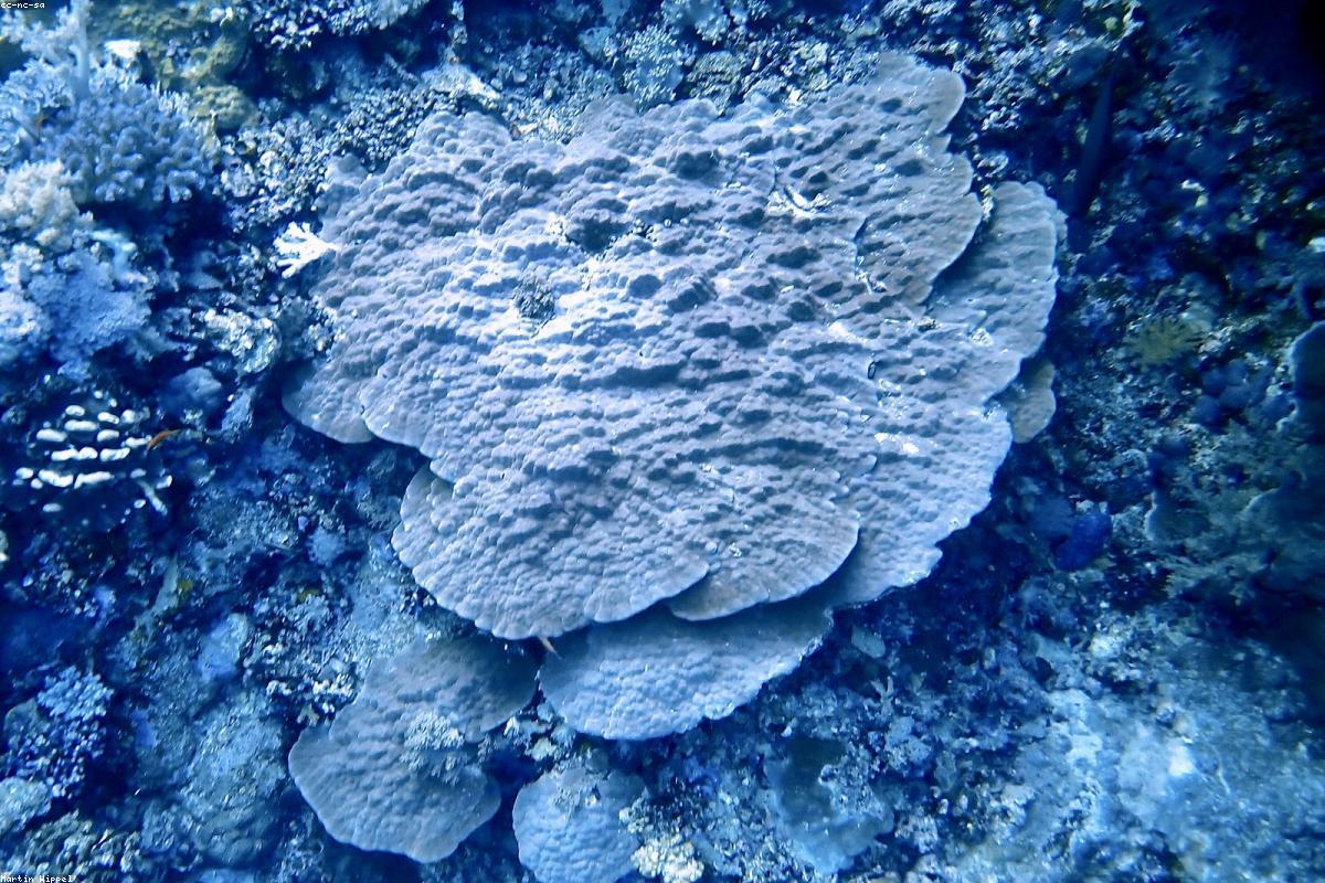 Raja Ampat Liveaboard Guide 2026: The World’s Most Magical Diving Adventure
