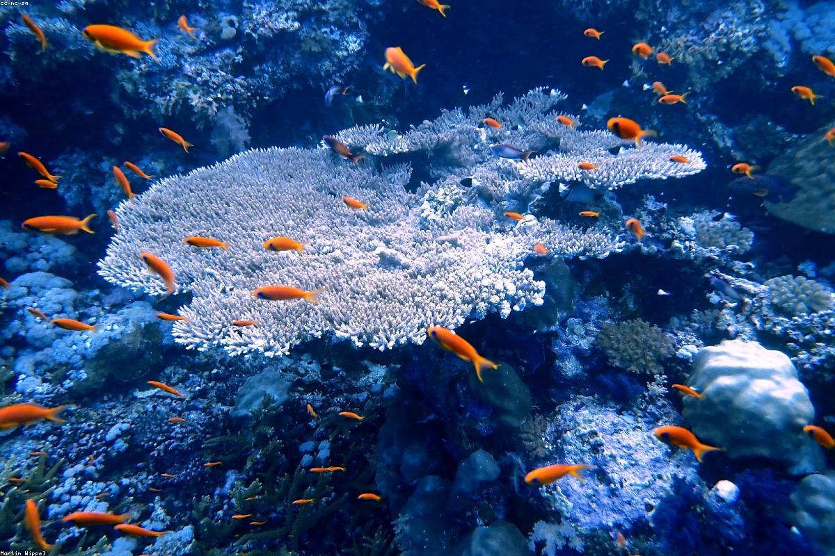 PADI vs SSI vs NAUI: Which Scuba Certification Is Actually Worth It in 2026?