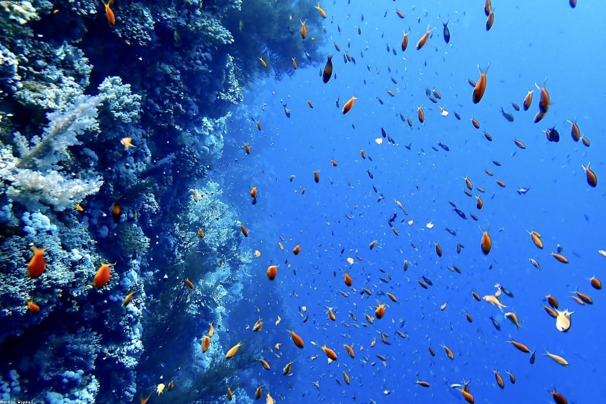 GoPro vs Insta360 for Scuba Diving 2026: Which Camera Actually Works Underwater?