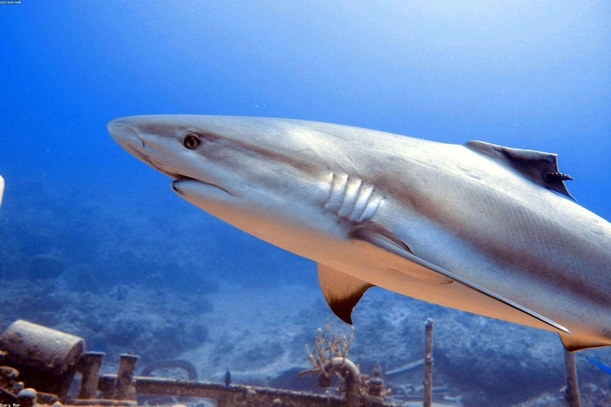 Swimming with Whale Sharks in 2026: Where, When and How to Plan the Ultimate Enc | oceansfreedom.com