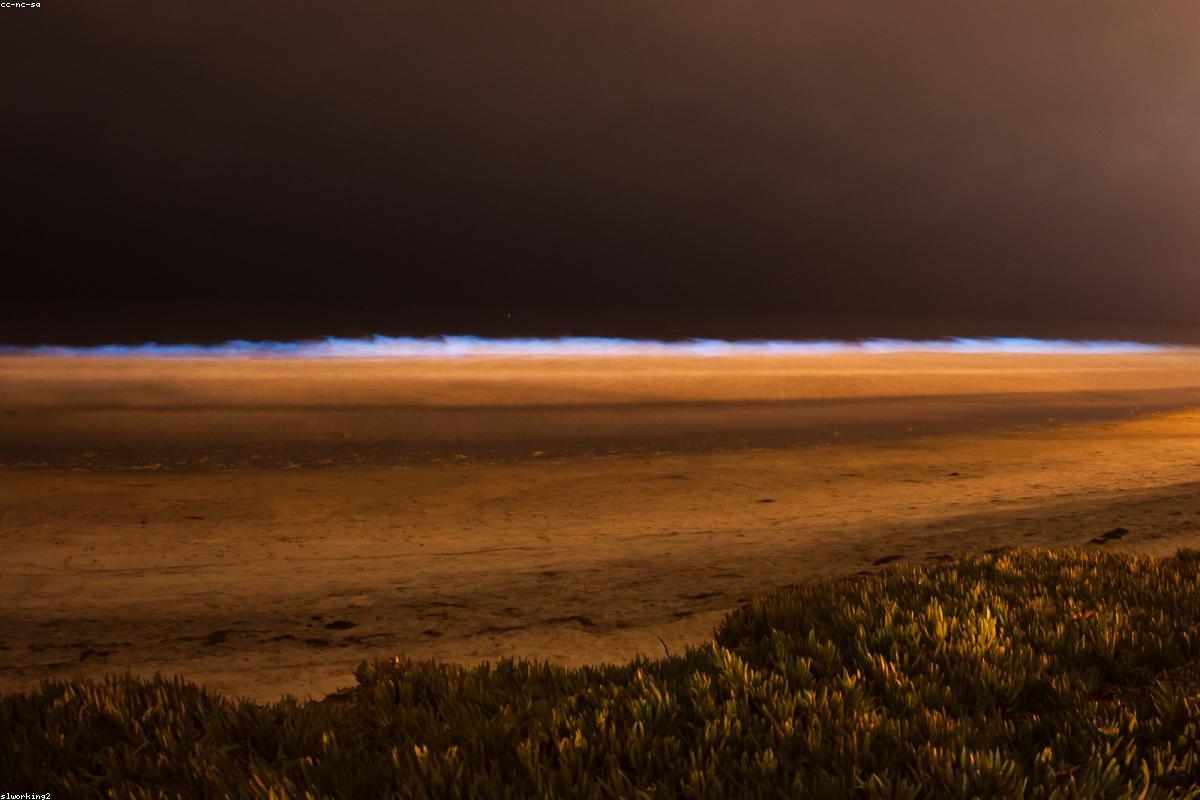 Bioluminescence Beaches 2026: Where the Ocean Actually Glows at Night | oceansfreedom.com