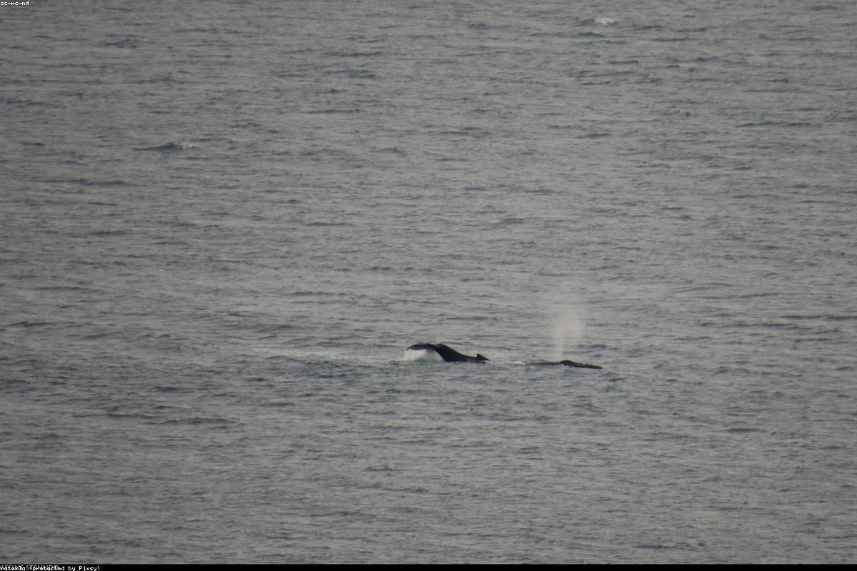 Orca Encounters in 2026: How to Responsibly Swim and Dive with Wild Killer Whale | oceansfreedom.com