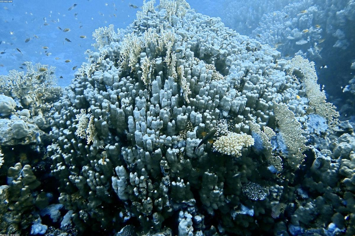 Night Diving Guide 2026: What the Reef Looks Like After Dark