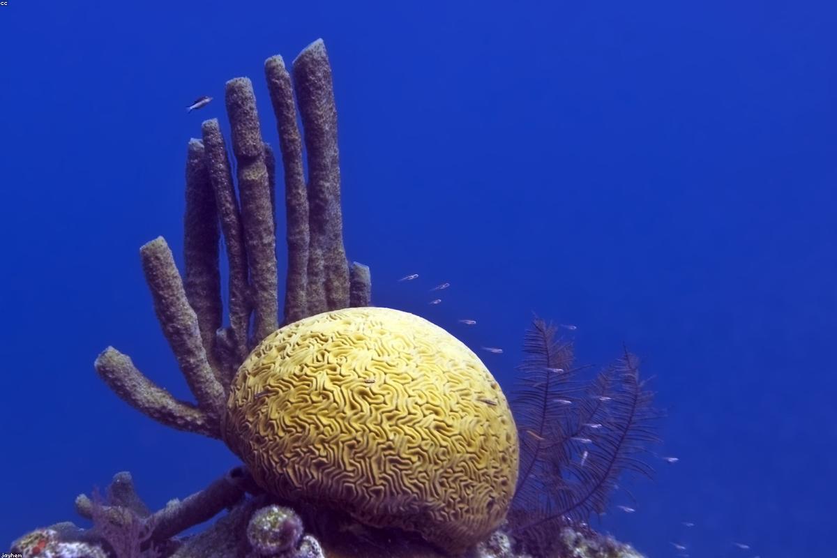 Best Snorkeling Spots in the World 2026: Shallow Water Wonders Worth Travelling | oceansfreedom.com