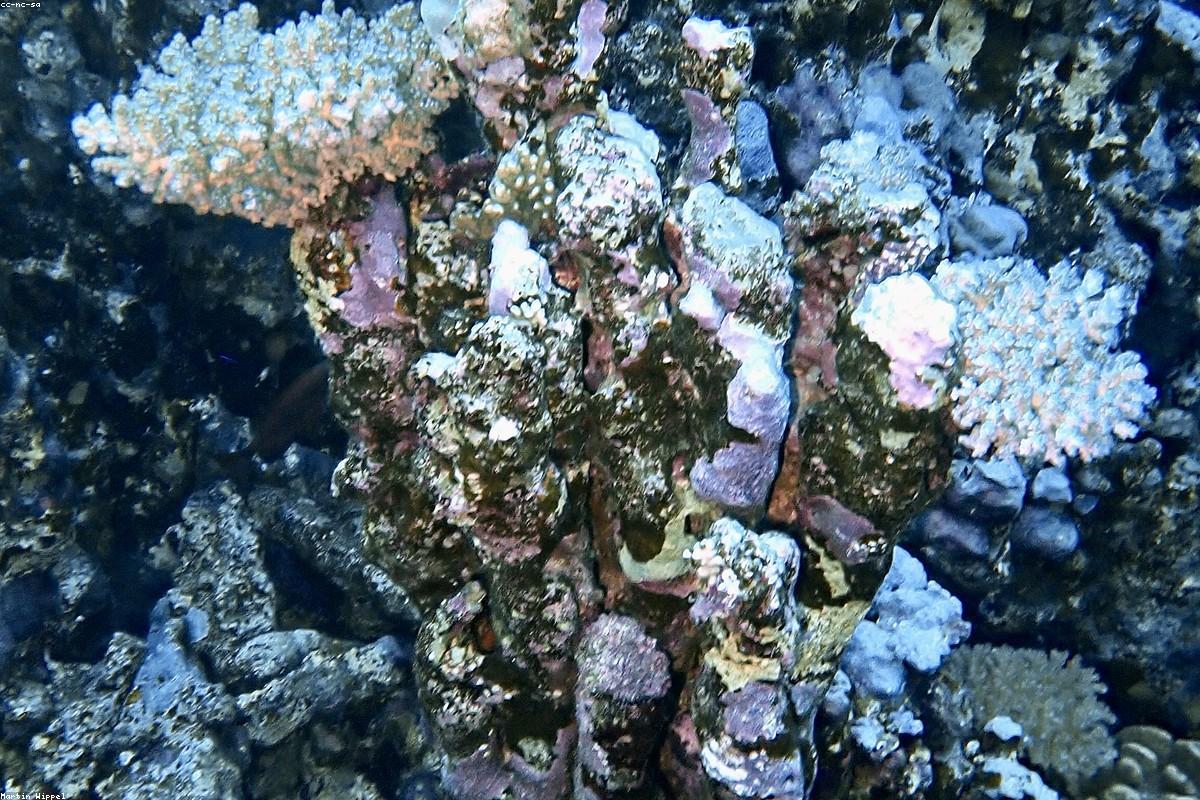Underwater Photography for Beginners 2026: Your First Dive With a Camera