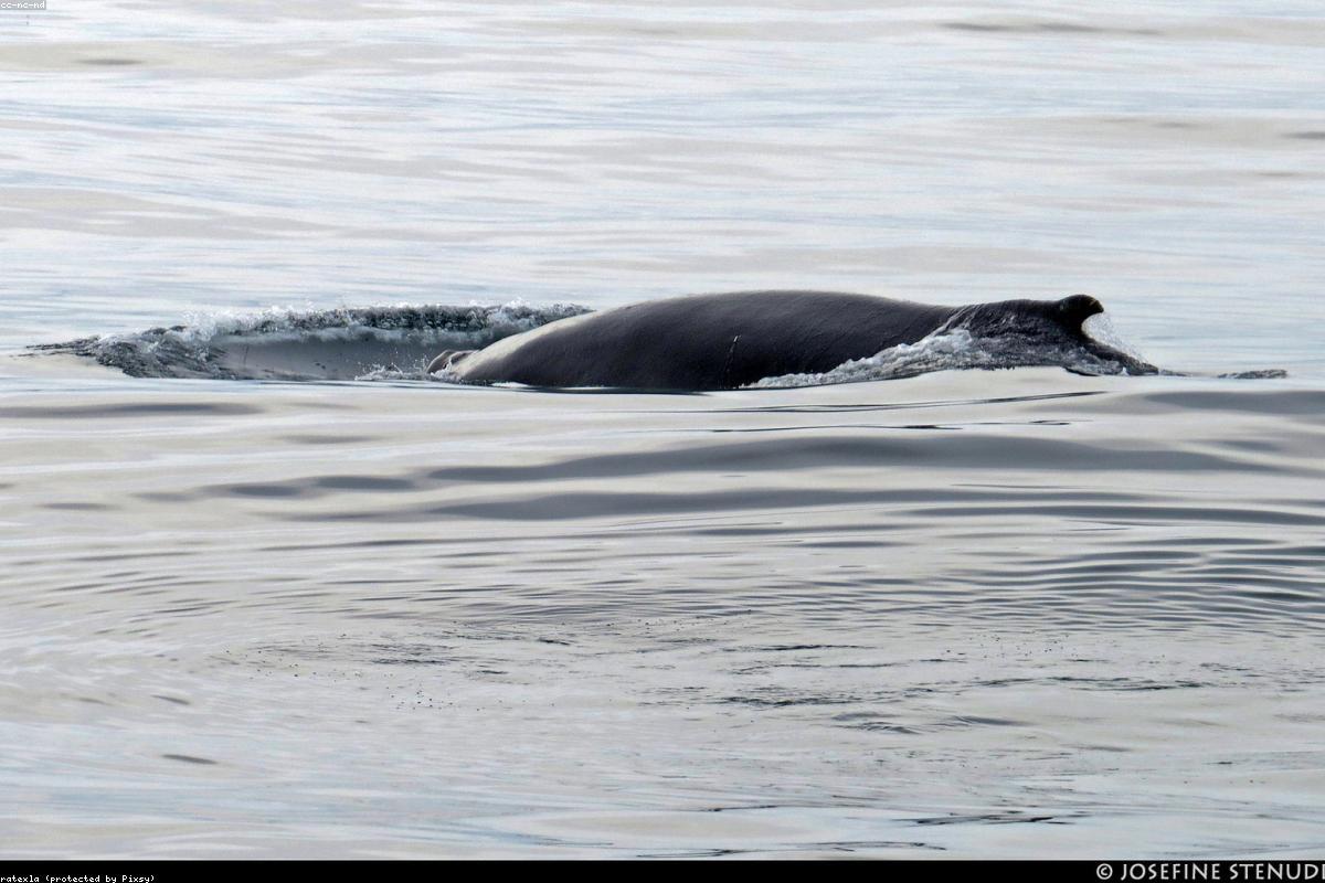 Blue Whale Watching 2026: Where and When to See the Largest Animal on Earth | oceansfreedom.com