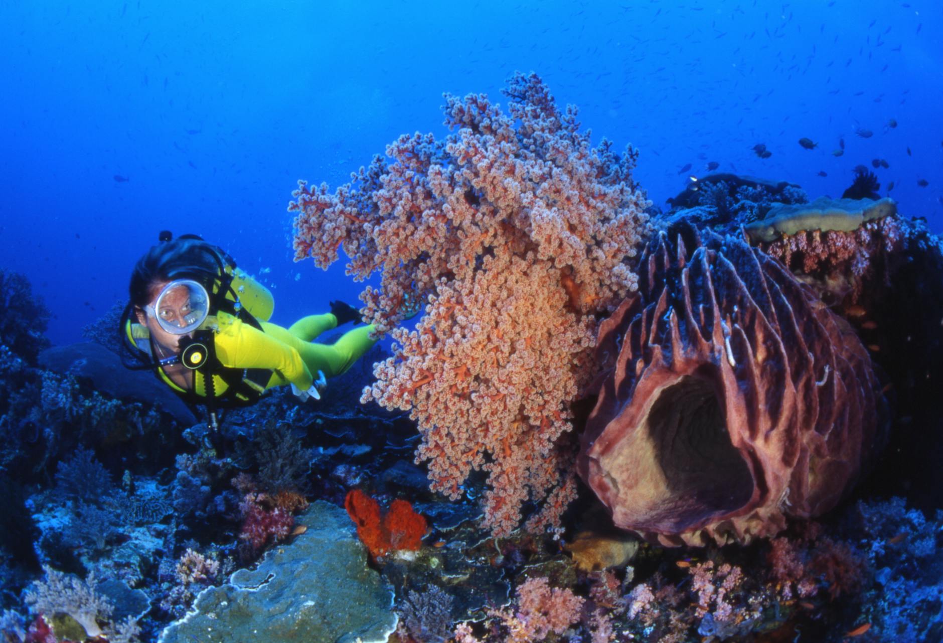 Best Tropical Diving Destinations 2026: Ranked by Visibility, Marine Life, and Value